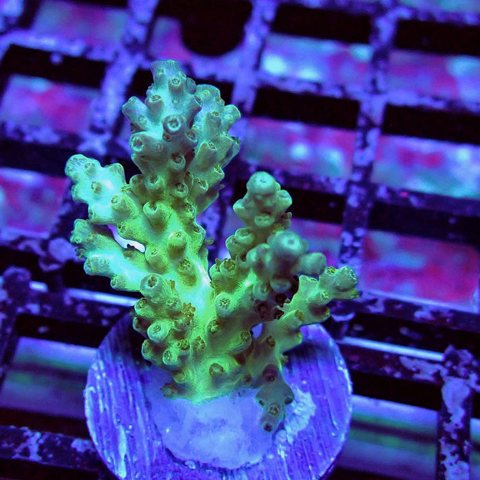Purple Desalwii Acro Frag