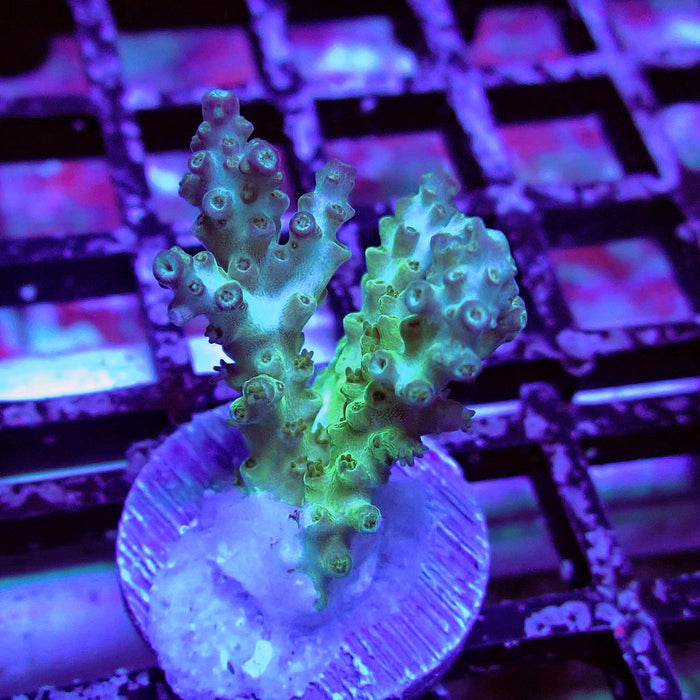 Purple Desalwii Acro Frag
