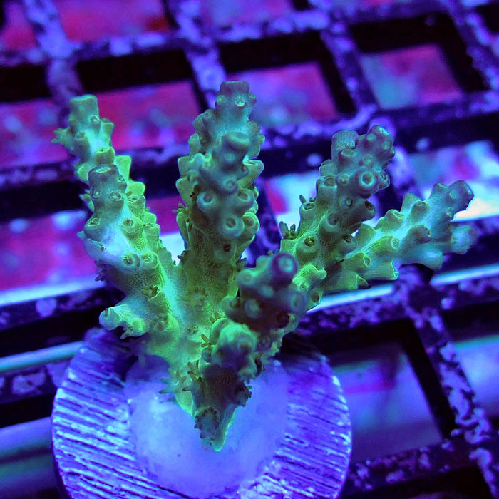 Purple Desalwii Acro Frag