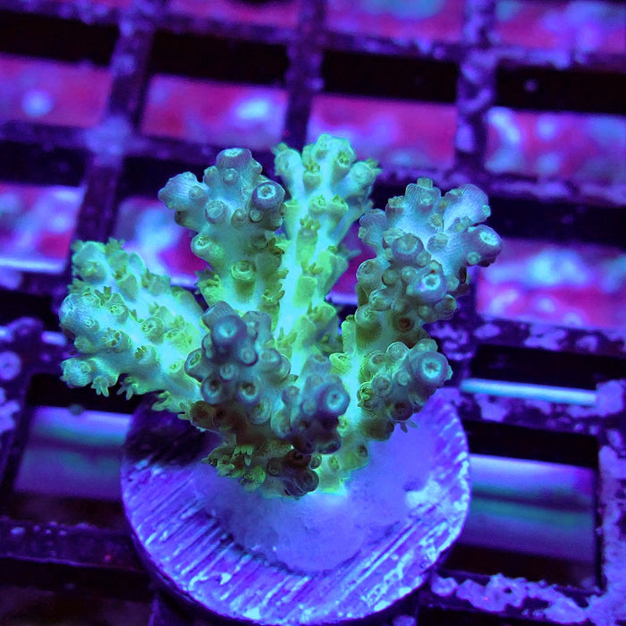 Purple Desalwii Acro Frag