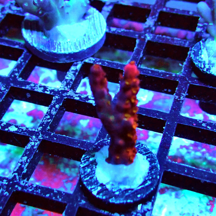 PC Rainbow Acro