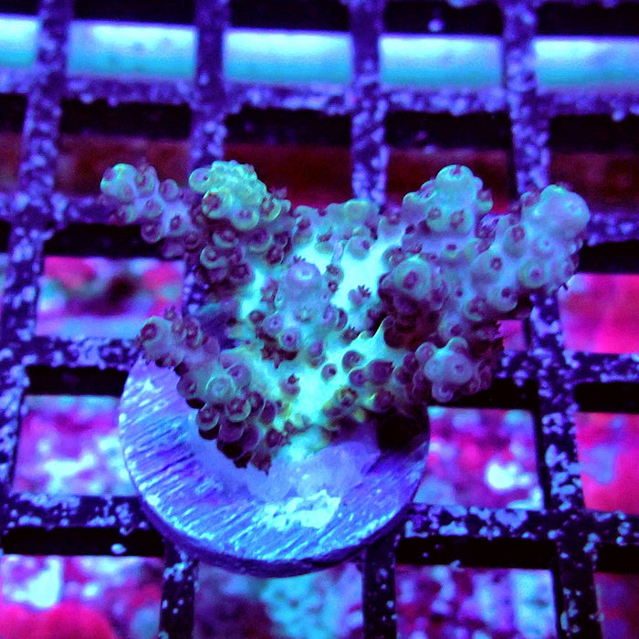 Plana Acro Frag