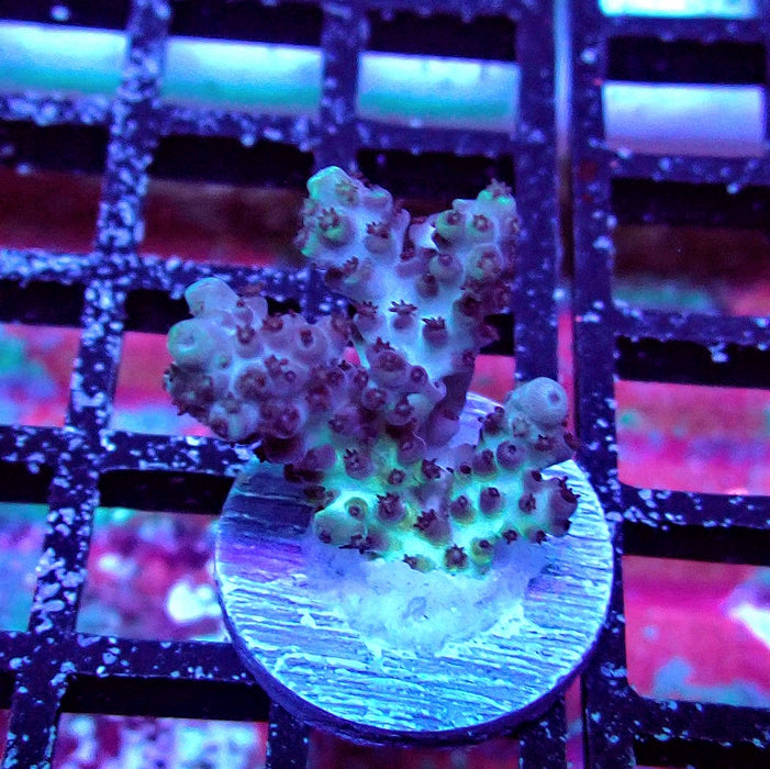 Plana Acro Frag