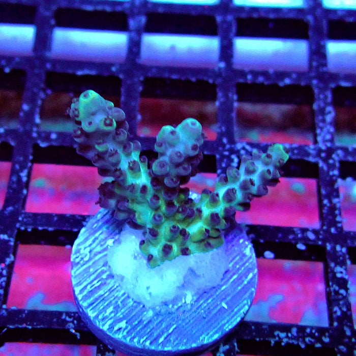 Plana Acro Frag