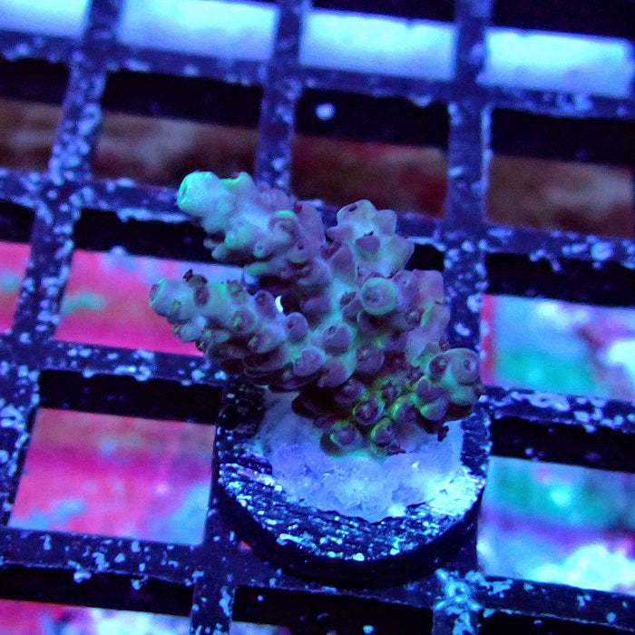 Plana Acro Frag