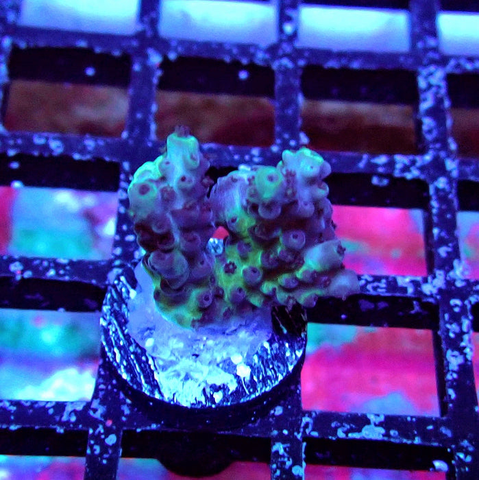 Plana Acro Frag