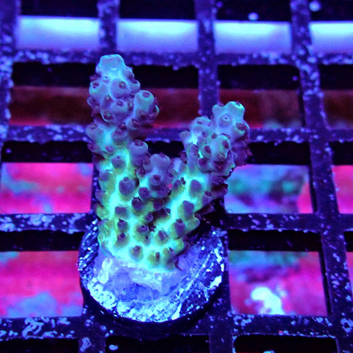 Plana Acro Frag