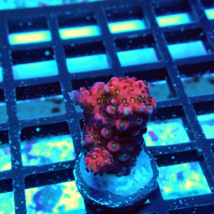 Acro Frag Aquaculture