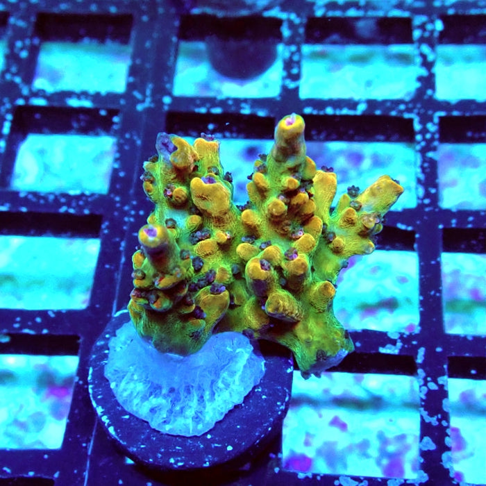 Acro Frag Aquaculture