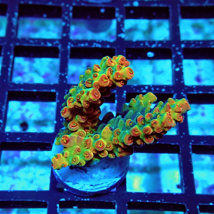 Acro Frag Aquaculture