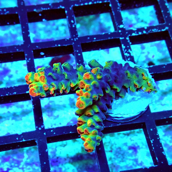 Acro Frag Aquaculture
