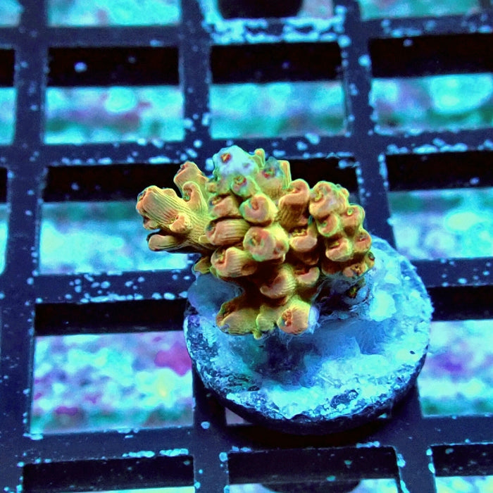 Acro Frag Aquaculture