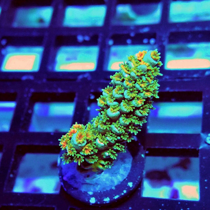 REx Green Orange Fuzzy Tenuis Acro