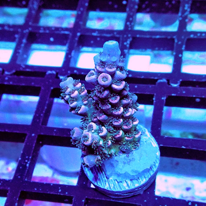 Tenuis Blue-Green Pink Scale