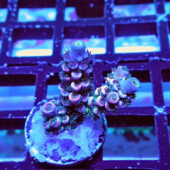 Tenuis Blue-Green Pink Scale