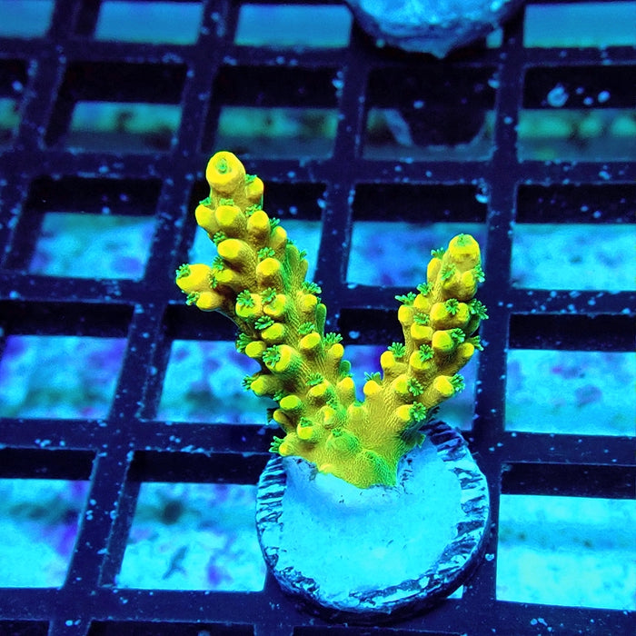 Acro Frag Aquaculture