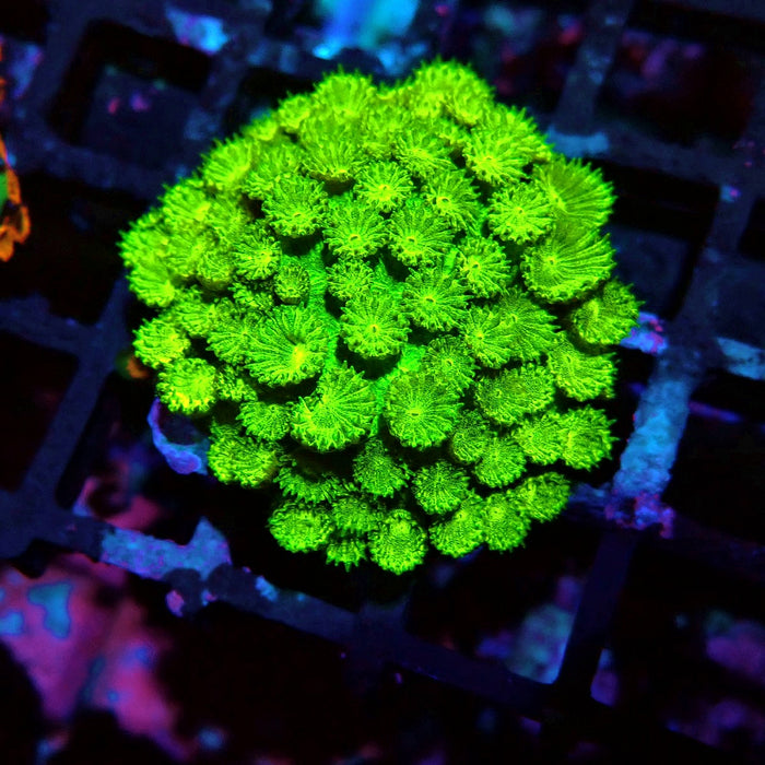Goniopora Neon Green