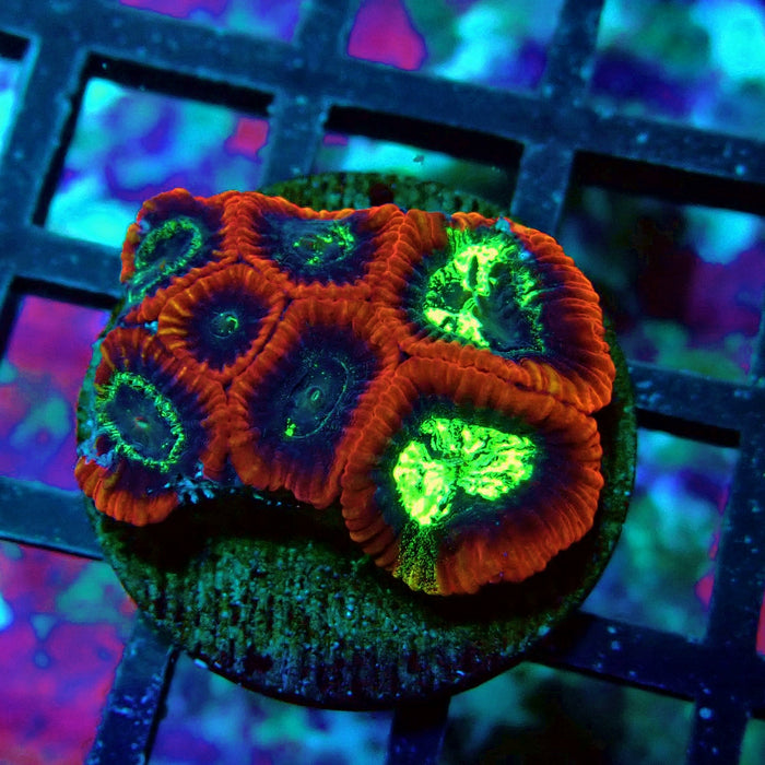 Ultra Favites Frag