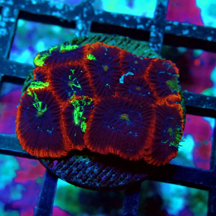 Ultra Favites Frag