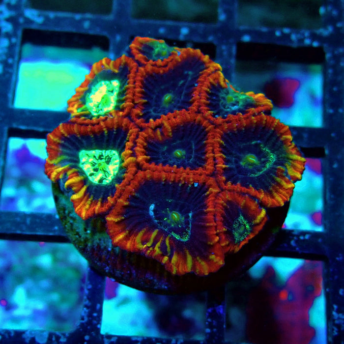 Ultra Favites Frag