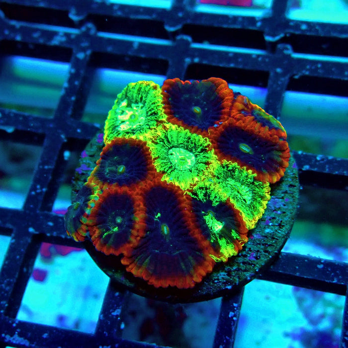 Ultra Favites Frag