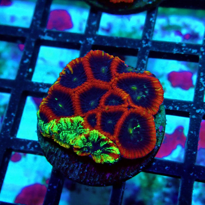 Ultra Favites Frag
