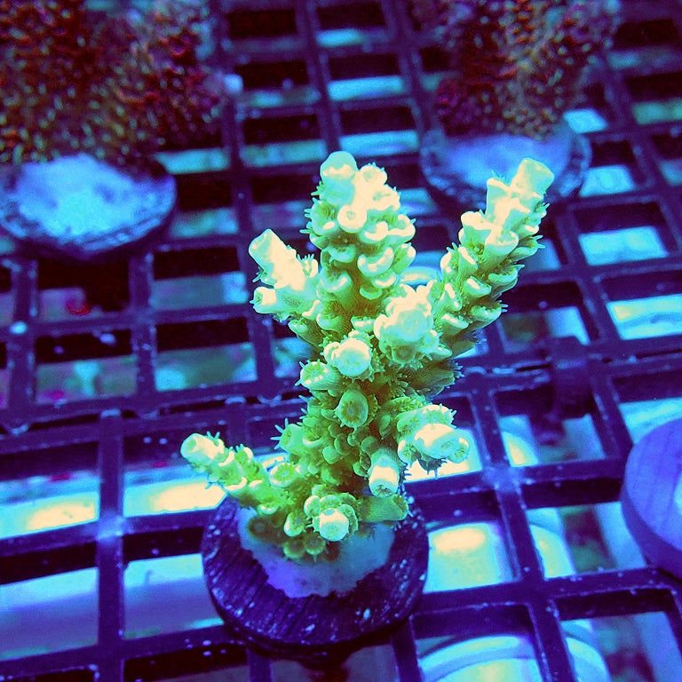 Tenuis Green Pink Scales Acro — Reef Exclusive MA LLC