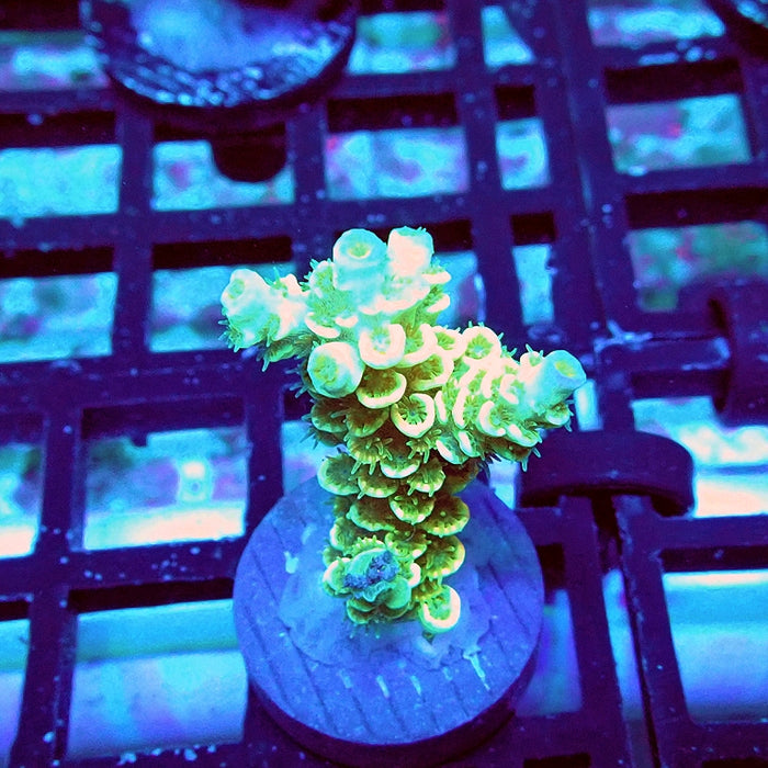 Tenuis Green Pink Scales Acro