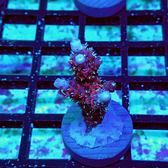 Millepora Premium Contrast Rainbow Acro