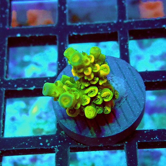 Tenuis Crazy Bright Yellow Red Scales Premium Acro