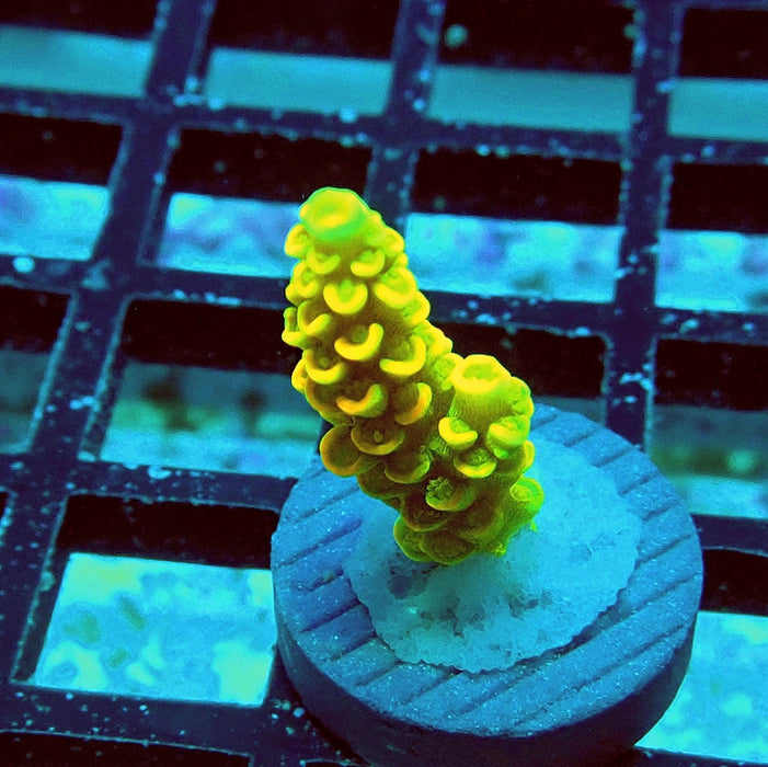 Tenuis Crazy Bright Yellow Red Scales Premium Acro