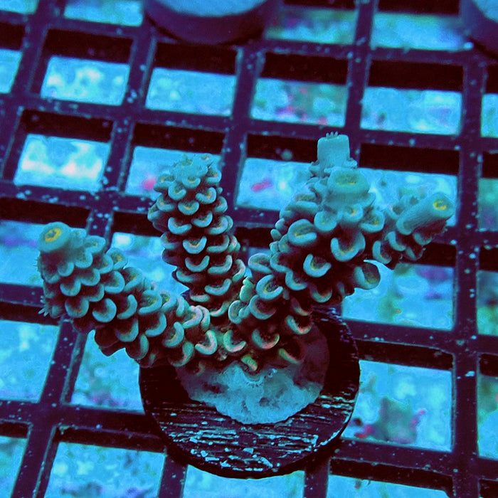 Tenuis Orange Scales Acro
