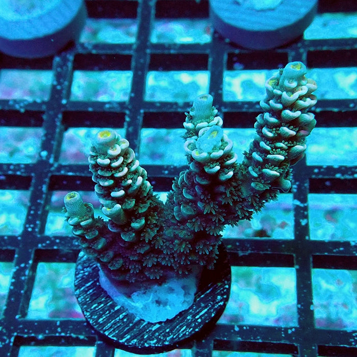 Tenuis Orange Scales Acro