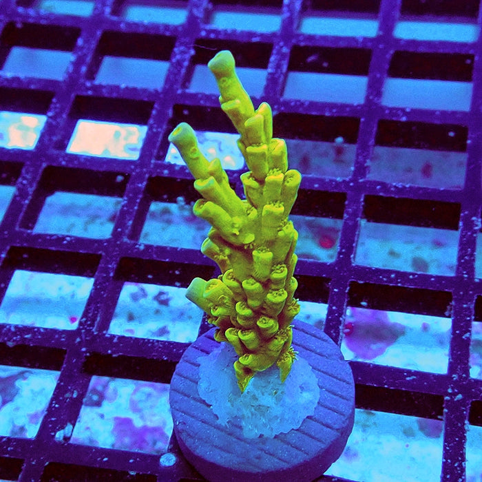 Tenuis Ultra Green-Yellow Blue Tips Acro