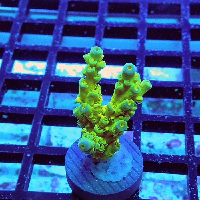 Tenuis Ultra Green-Yellow Blue Tips Acro