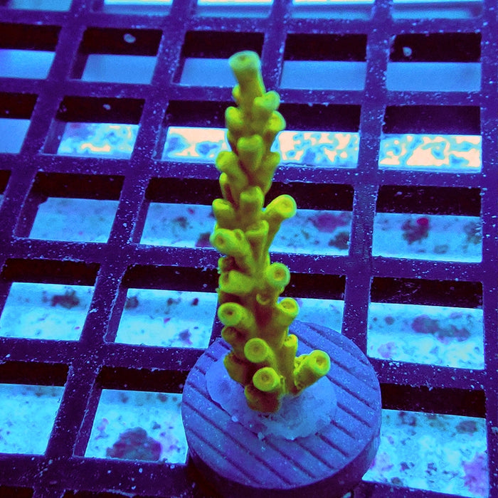 Tenuis Ultra Green-Yellow Blue Tips Acro