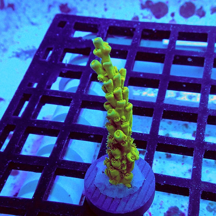 Tenuis Ultra Green-Yellow Blue Tips Acro