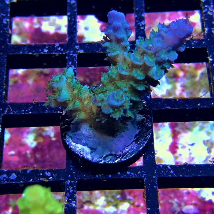 Tenuis Blue Acro Frag
