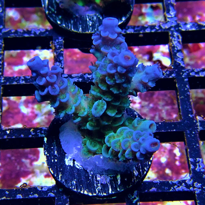 Tenuis Blue Acro Frag