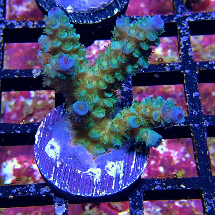 Tenuis Blue Acro Frag