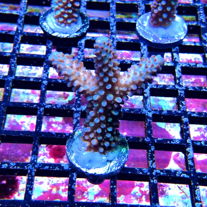 Blue Slimer Acro Frag