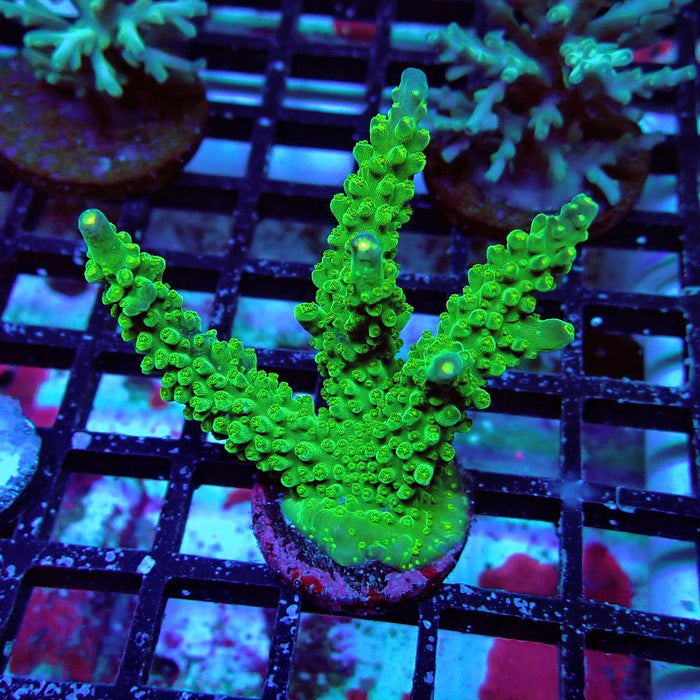 Aquacultured Acro Frag