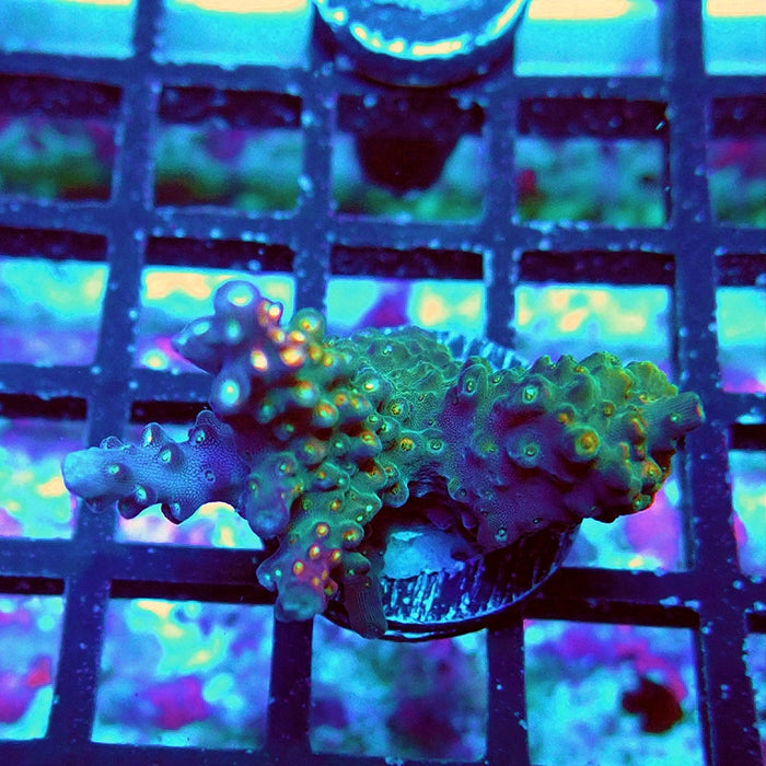 Acro Bright Pink Violet Tips