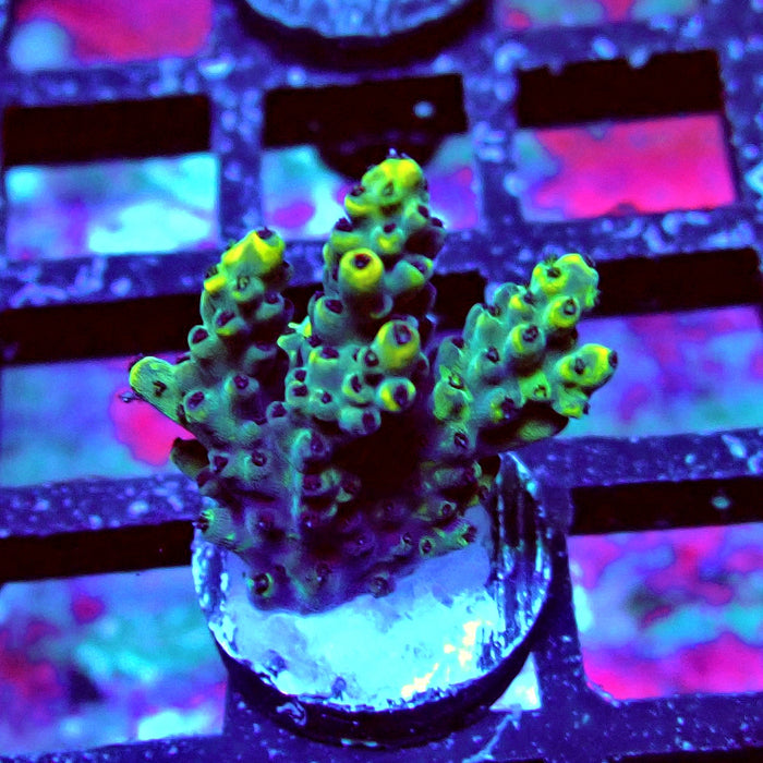 Black Pikachu Acro Frag