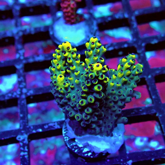 Black Pikachu Acro Frag