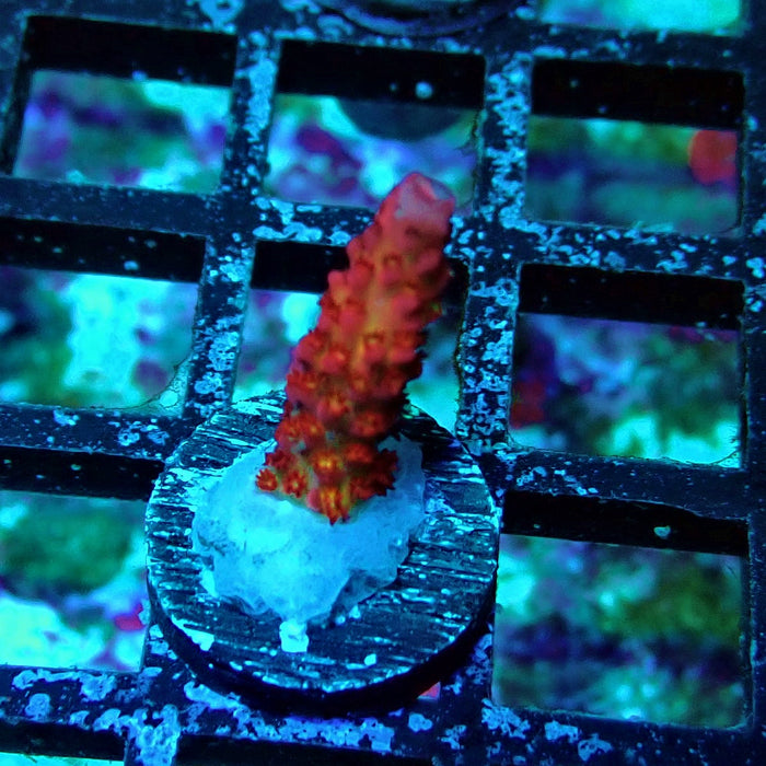 Blazing Fire Acro Frag