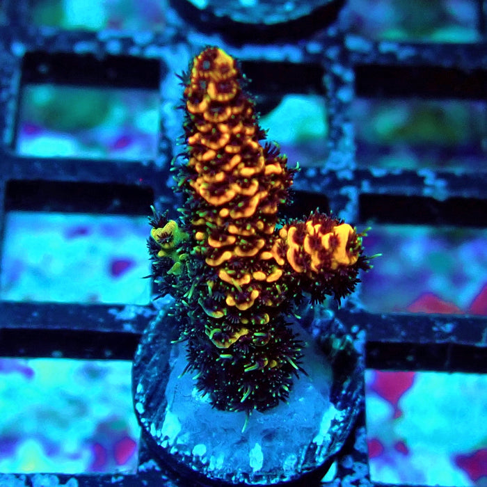 Orange Contrast Acro Frag