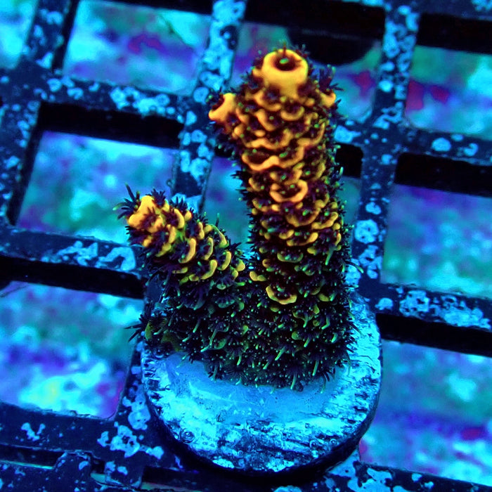 Orange Contrast Acro Frag
