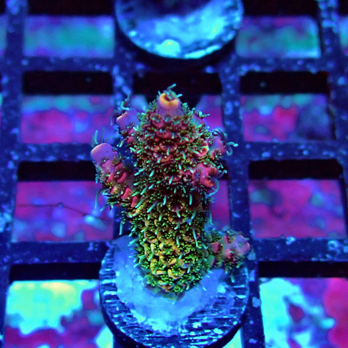Rainbow Mille Acro Frag