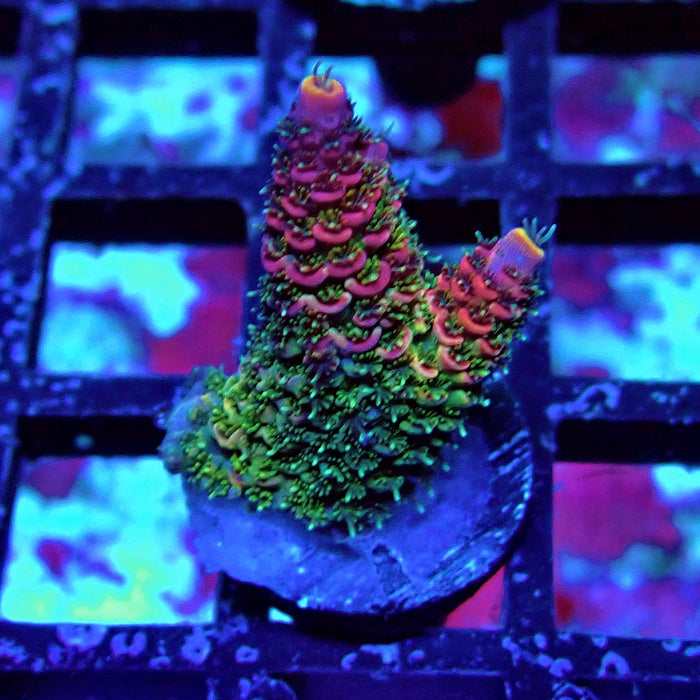 Rainbow Mille Acro Frag